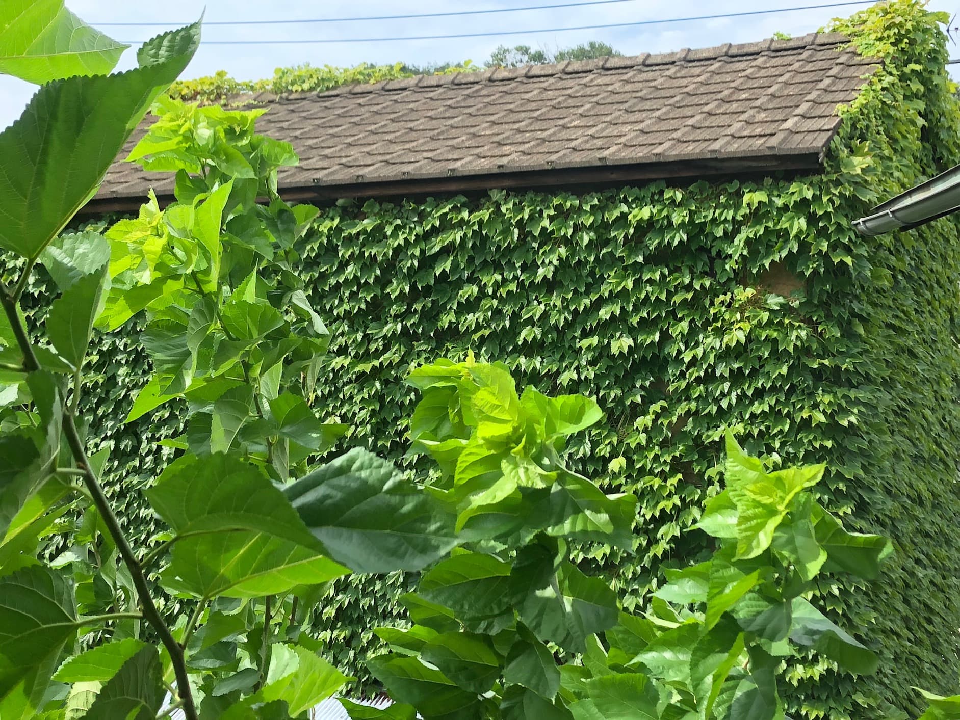 news サムネイル 【8月のイベント情報!!】 2018-07-27T07:13:00.000Z